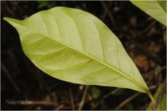 Blachia umbellata